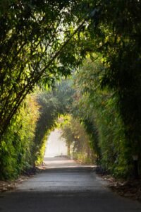 SOBHA Aranya Sector 80 Gurgaon bamboo walk